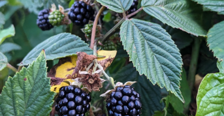 Foraging Walk and Wreath Making